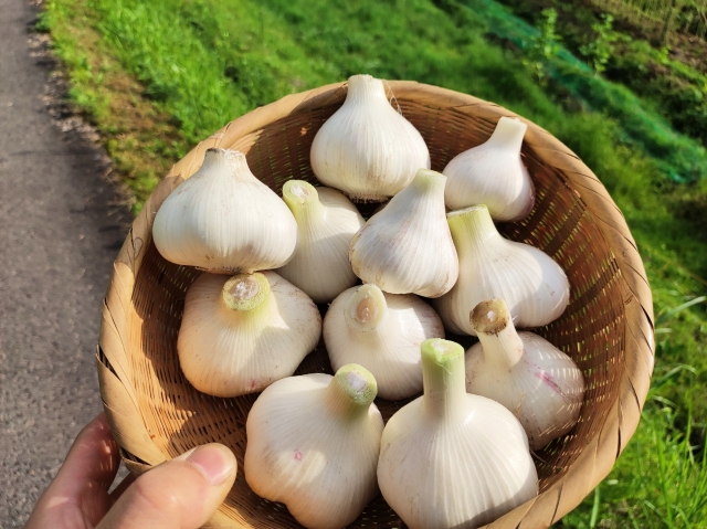 にんにくは生活習慣病の救世主になるかも。